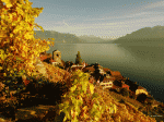 Saint-Saphorin---Automne-2016---copyright-Korewa-Viktor-10.gif