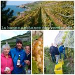 Vendanges_2016_-_Ambiance.jpeg