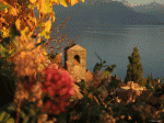 Saint-Saphorin---Automne-2016---copyright-Korewa-Viktor-15.gif