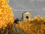 Saint-Saphorin---Automne-2016---copyright-Korewa-Viktor-7.gif